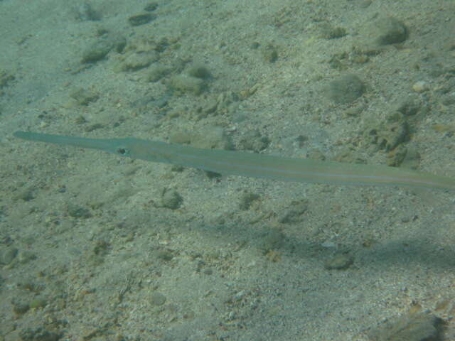 Image of Bluespotted cornetfish