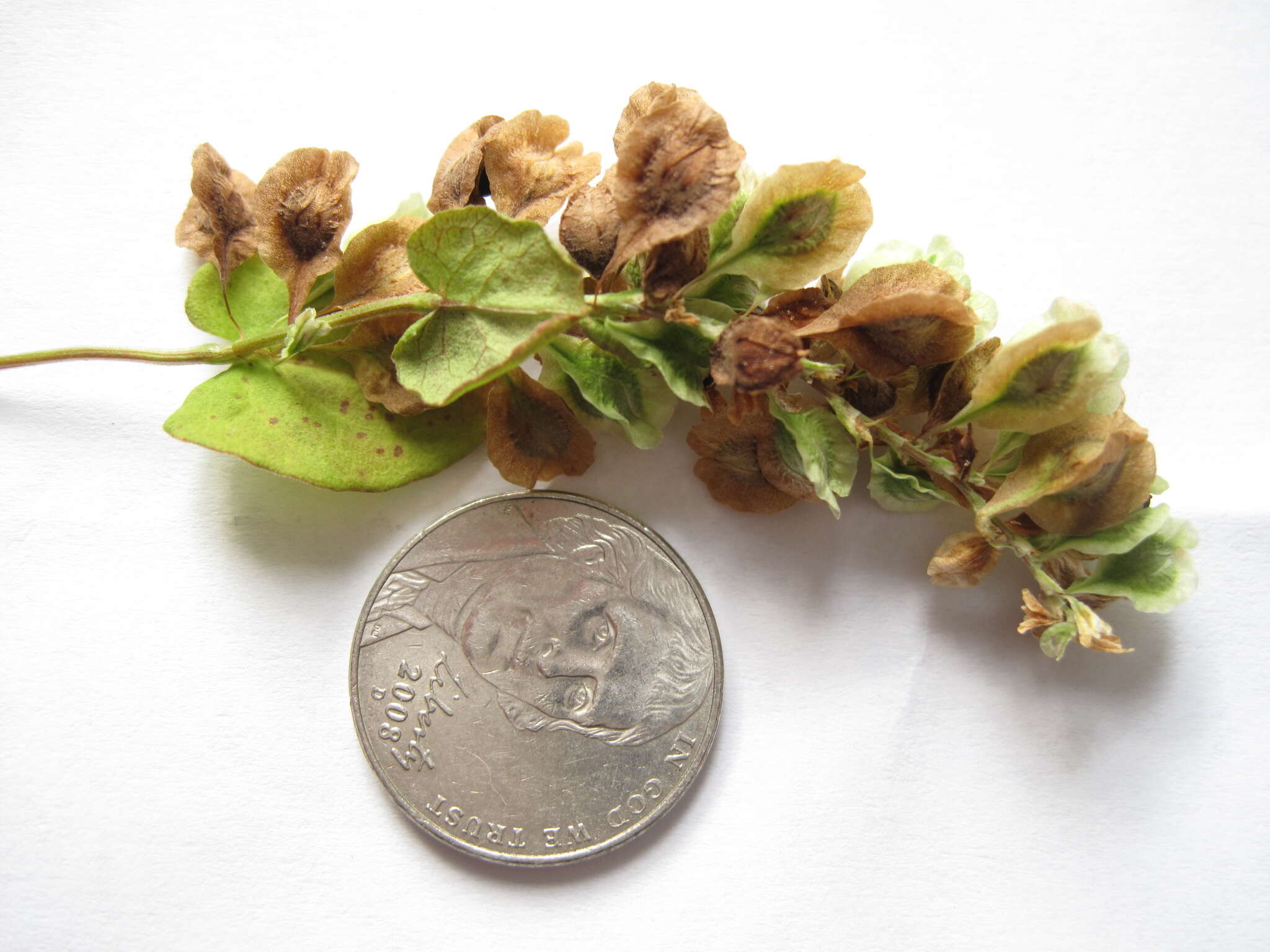 صورة Fallopia scandens (L.) Holub