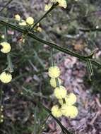 Acacia alata R. Br.的圖片