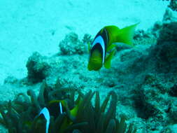 Image of Clownfish