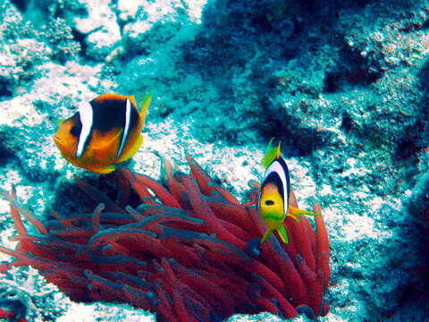 Image of Clownfish