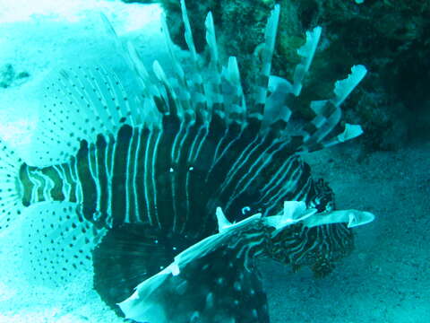 Image of Red lionfish