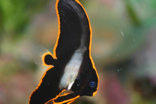 Image of Longfin batfish