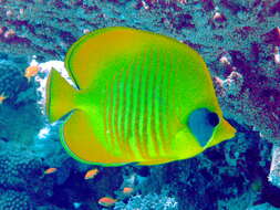 Image of Addis Butterflyfish