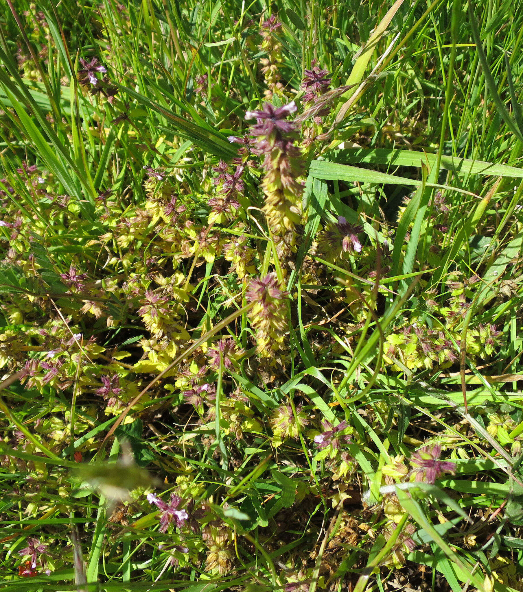 Image of field woundwort