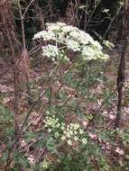 Image of hairy angelica