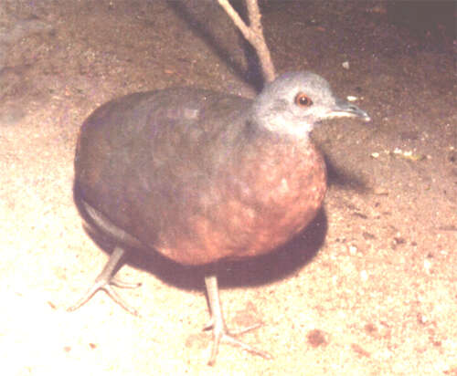 Plancia ëd Crypturellus obsoletus (Temminck 1815)