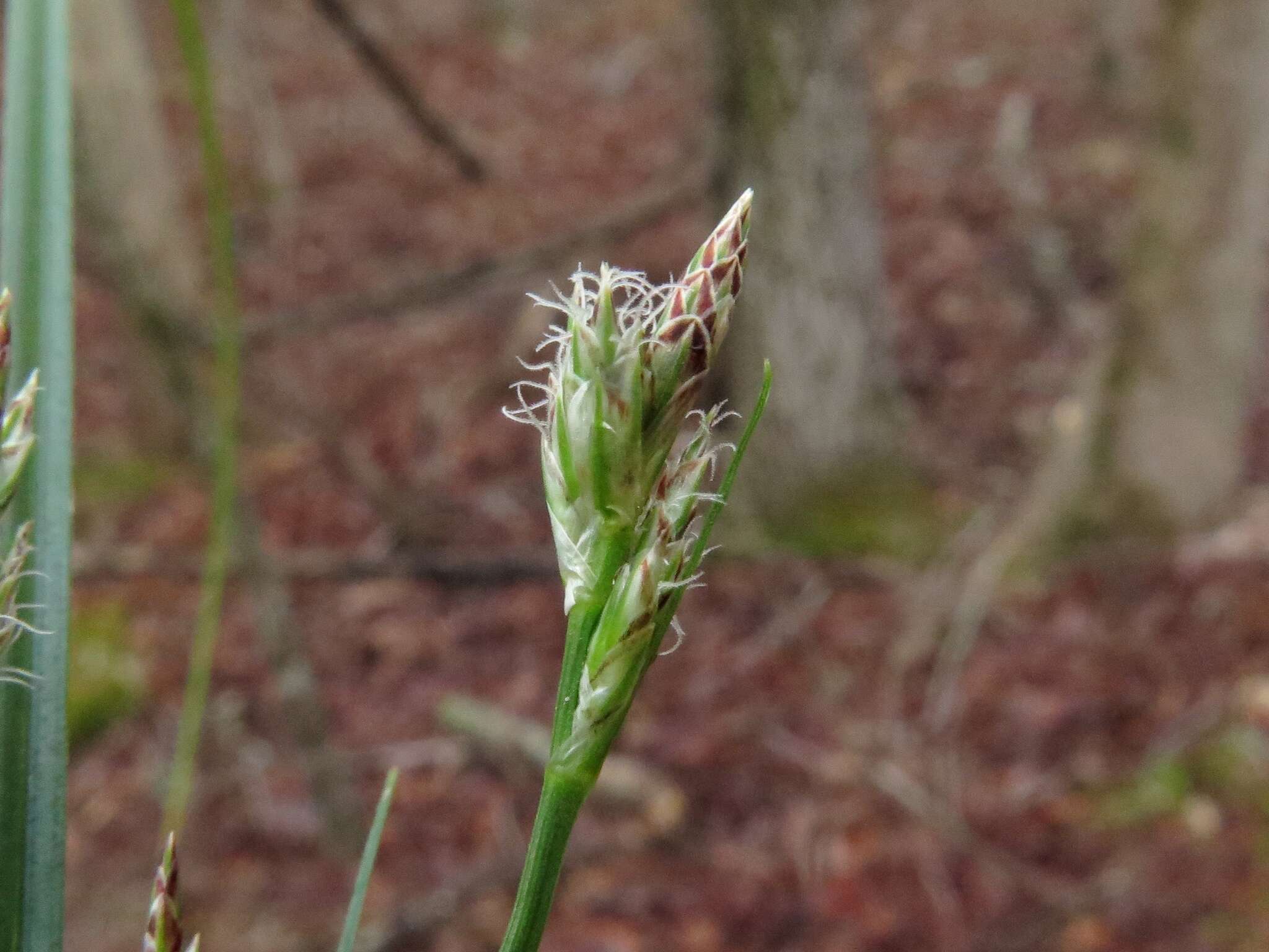 Image of black edge sedge