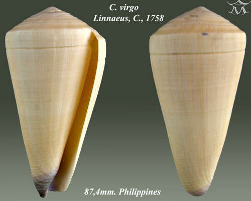 Image of virgin cone