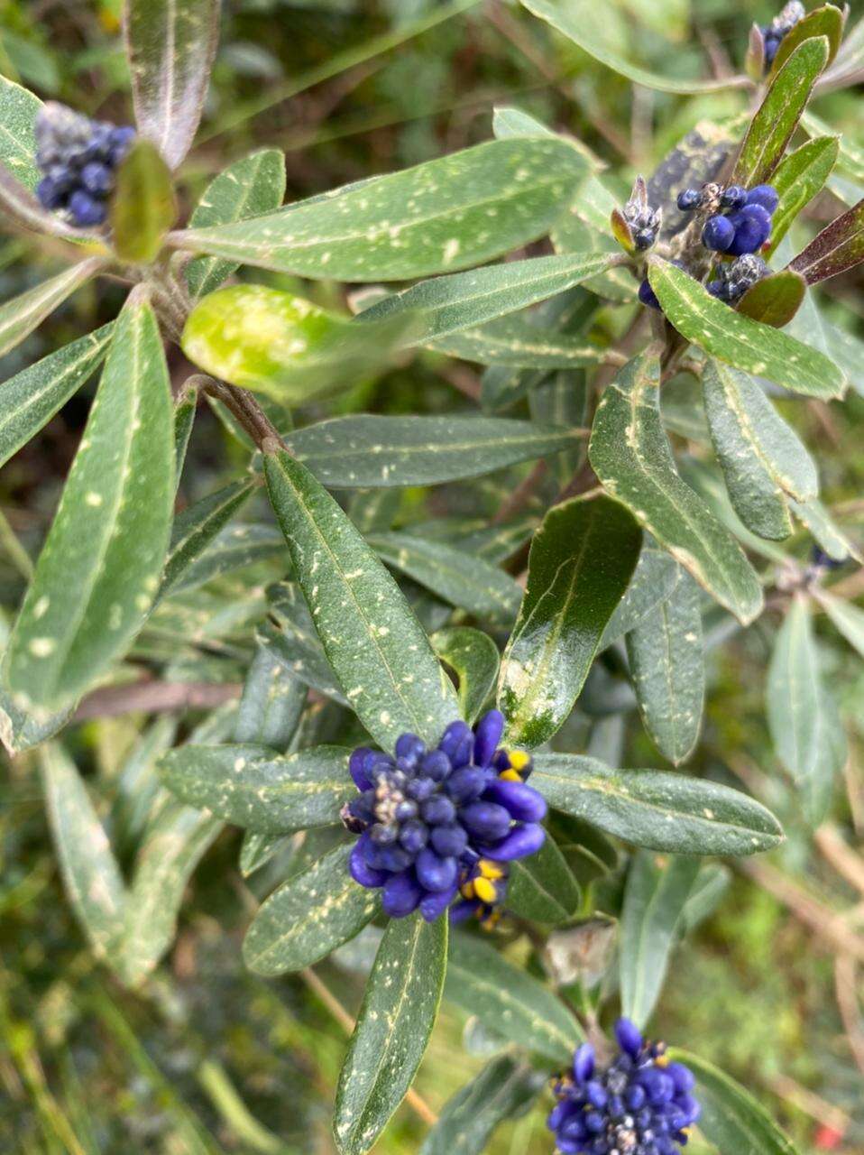 Image of Monnina crassifolia (Bonpl.) Kunth
