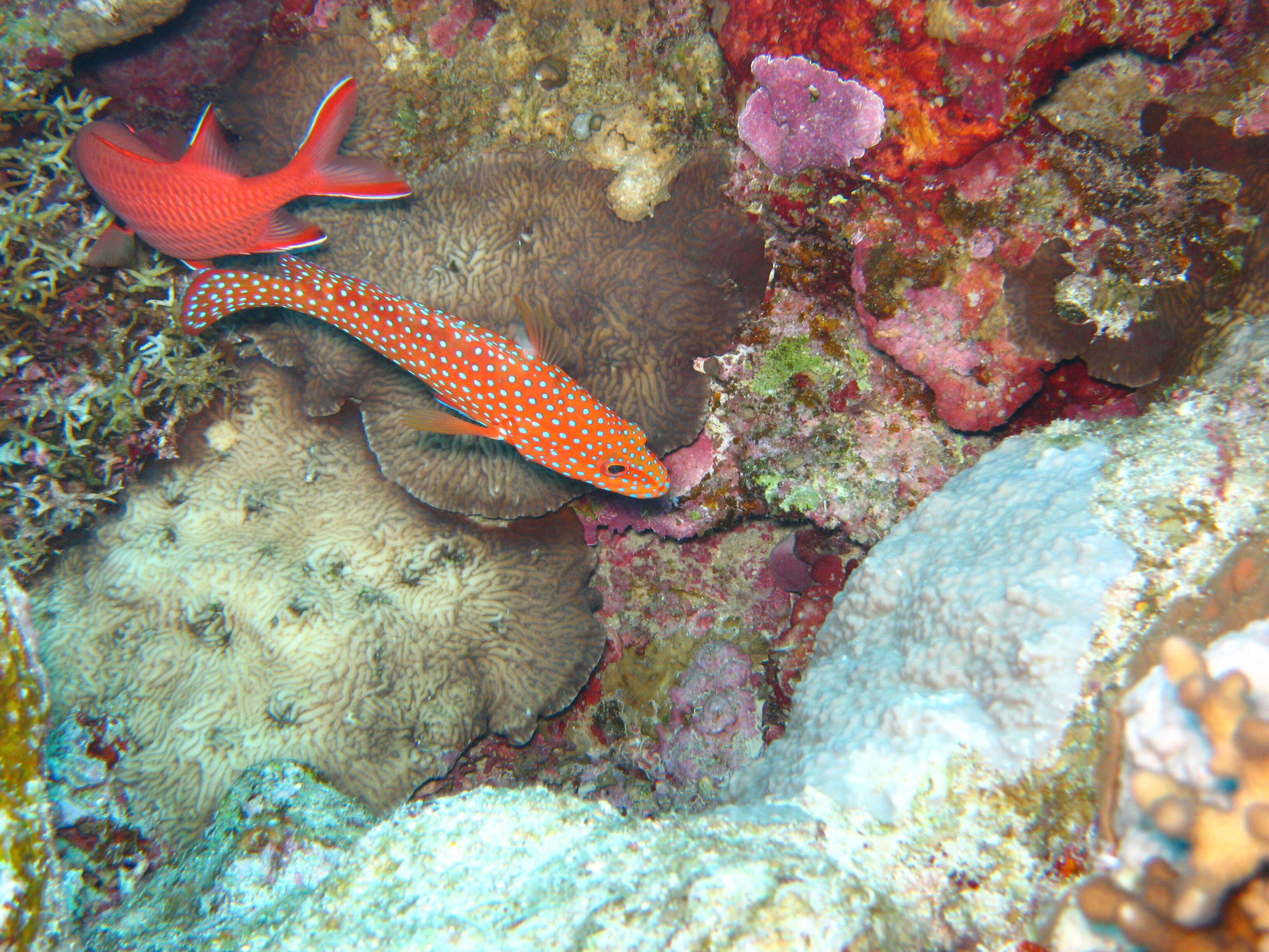 Cephalopholis miniata (Forsskål 1775) resmi