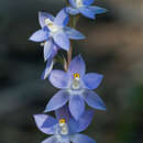 صورة Thelymitra nuda R. Br.