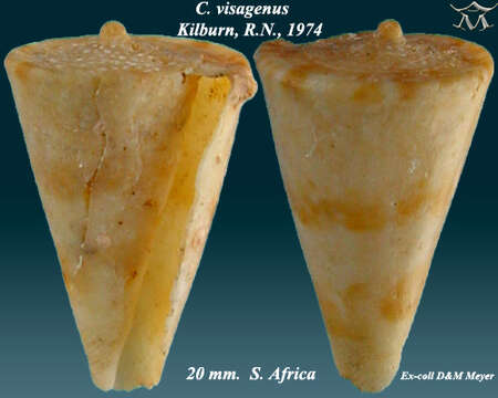 Imagem de Conus visagenus Kilburn 1974