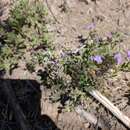 Lepidium lasiocarpum subsp. wrightii (A. Gray) Thell. resmi