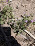 Image of Wright's pepperweed