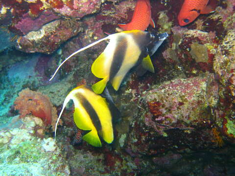 Image of Red Sea Bannerfish