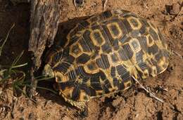 Image of Southeastern hinge-back tortoise