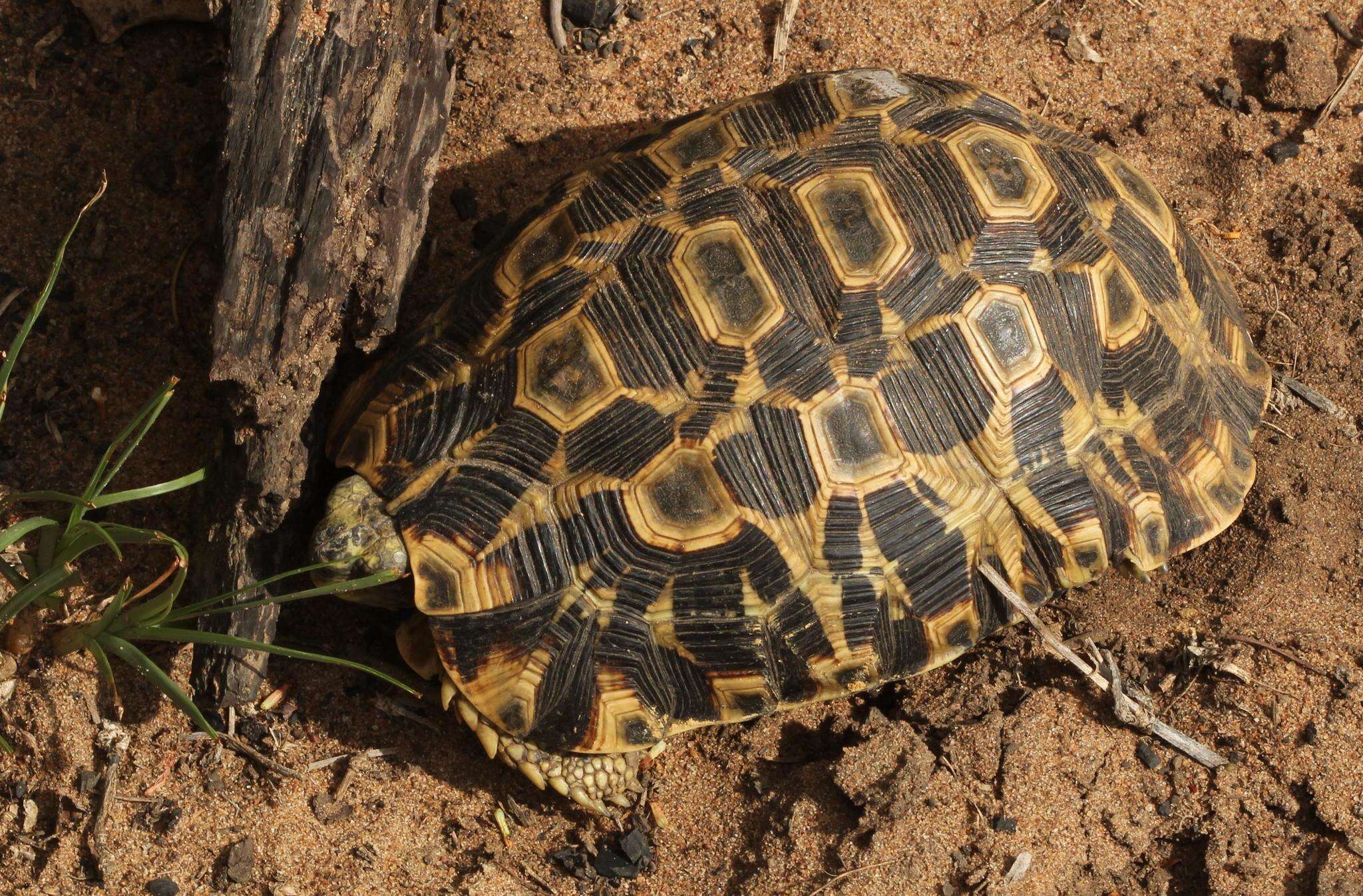 Image of Southeastern hinge-back tortoise