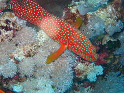 Image of Coral Hind