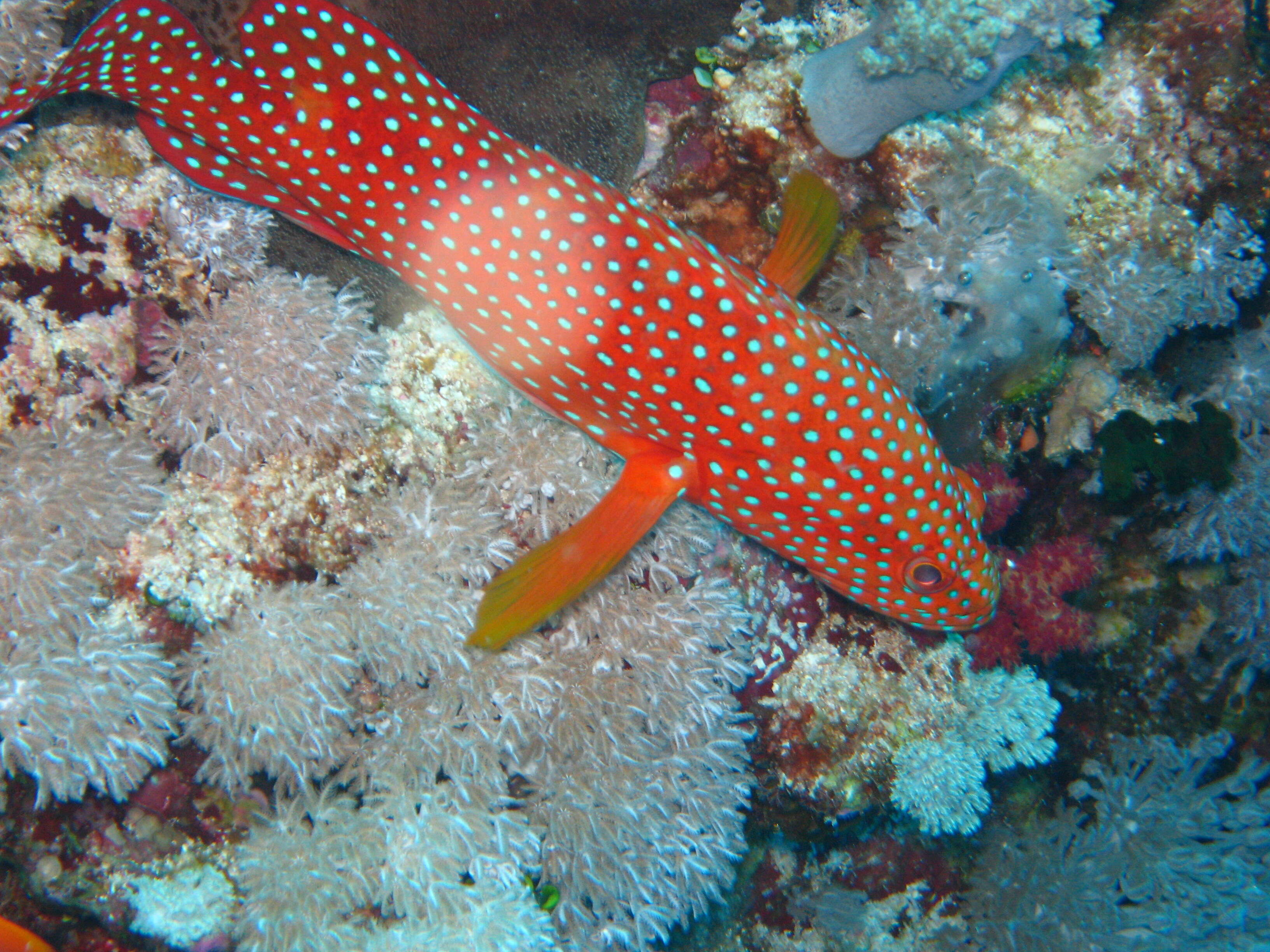 Cephalopholis miniata (Forsskål 1775) resmi