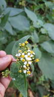 Image de Alloispermum integrifolium (DC.) H. Rob.