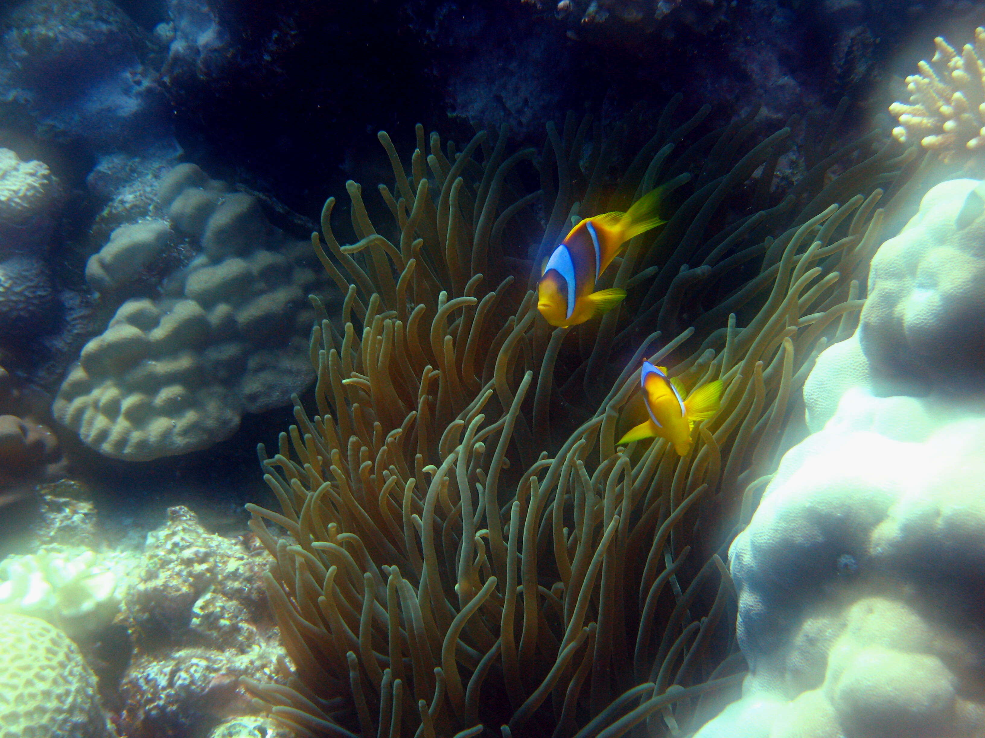 Image of Clownfish