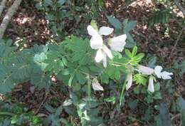 Image of Tephrosia inandensis H. M. L. Forbes