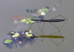 Image of Hydrometra stagnorum (Linnaeus 1758)