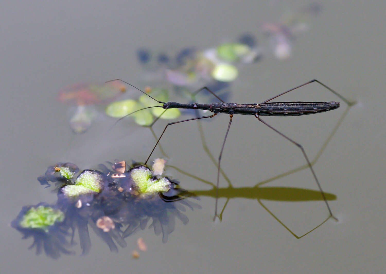 Image of water measurer