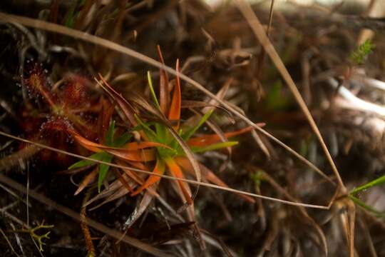 Imagem de Drosera roraimae (Klotzsch ex Diels) Maguire & Laundon