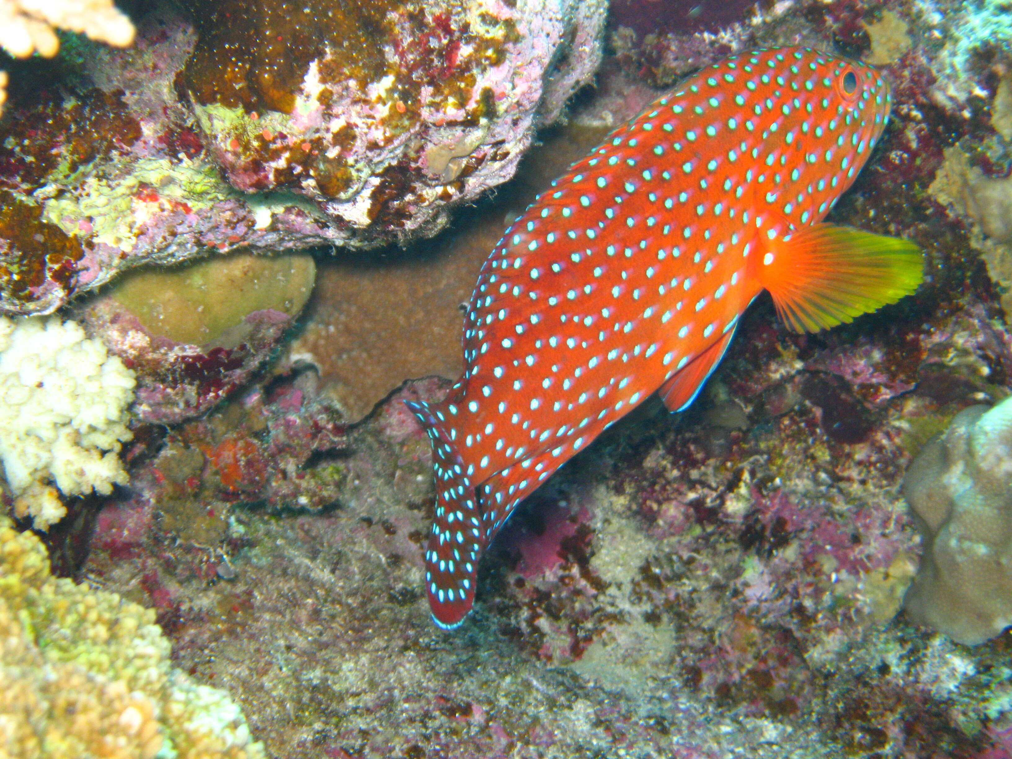 Cephalopholis miniata (Forsskål 1775) resmi