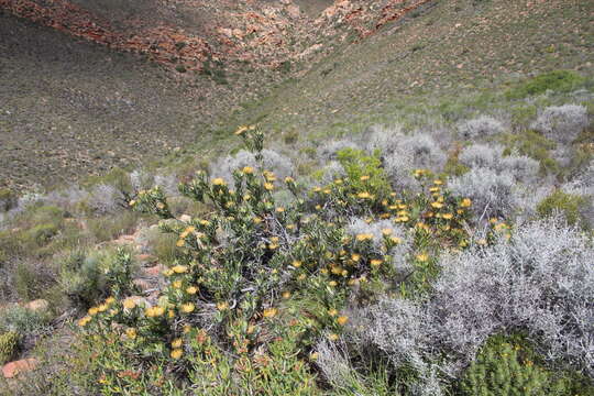 Image de Leucospermum utriculosum Rourke