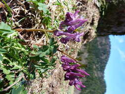 Plancia ëd Corydalis solida (L.) Clairv.