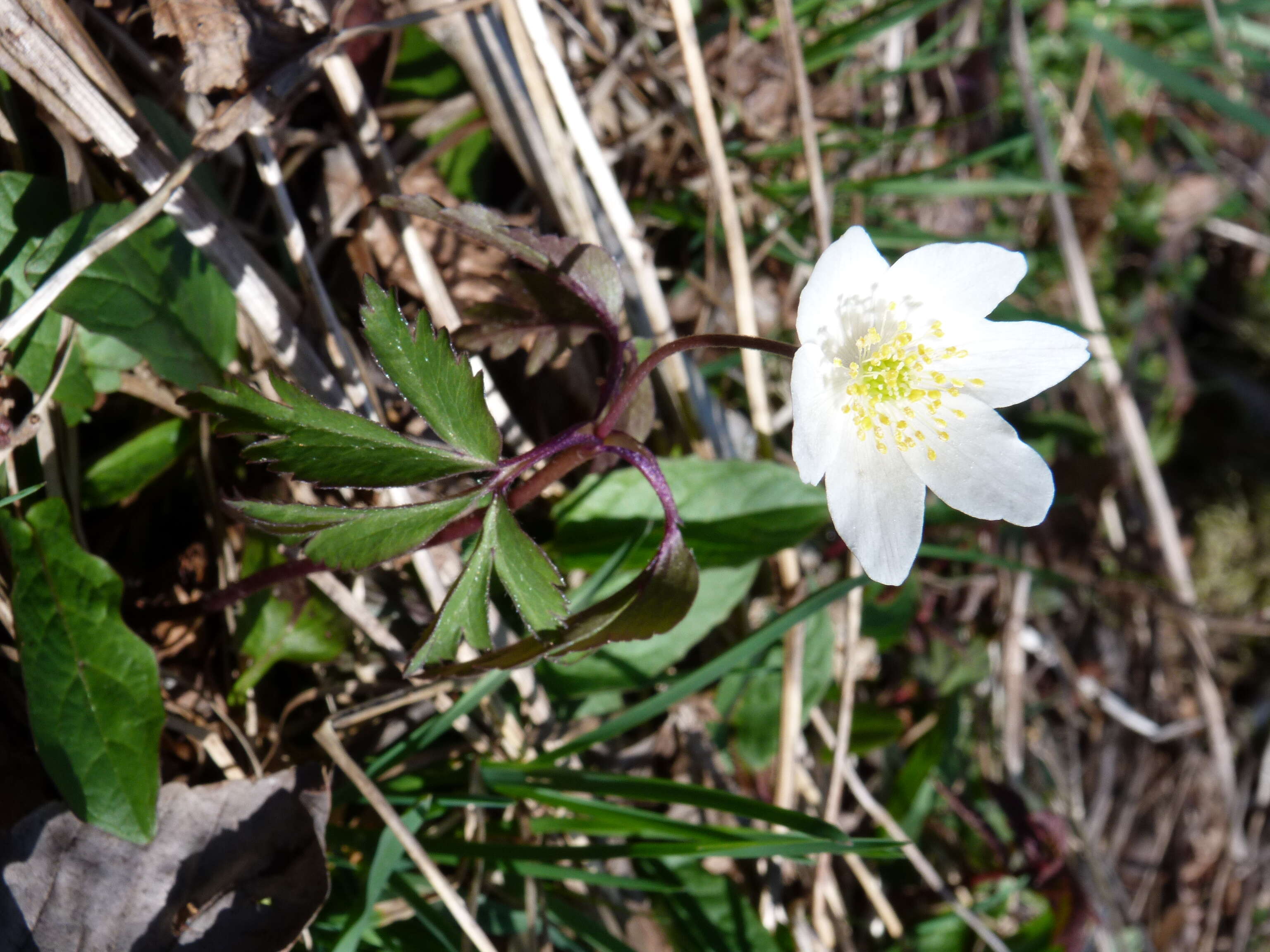 Imagem de Anemone nemorosa L.