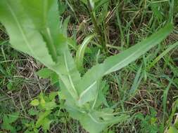 Image of Siberian horseradish