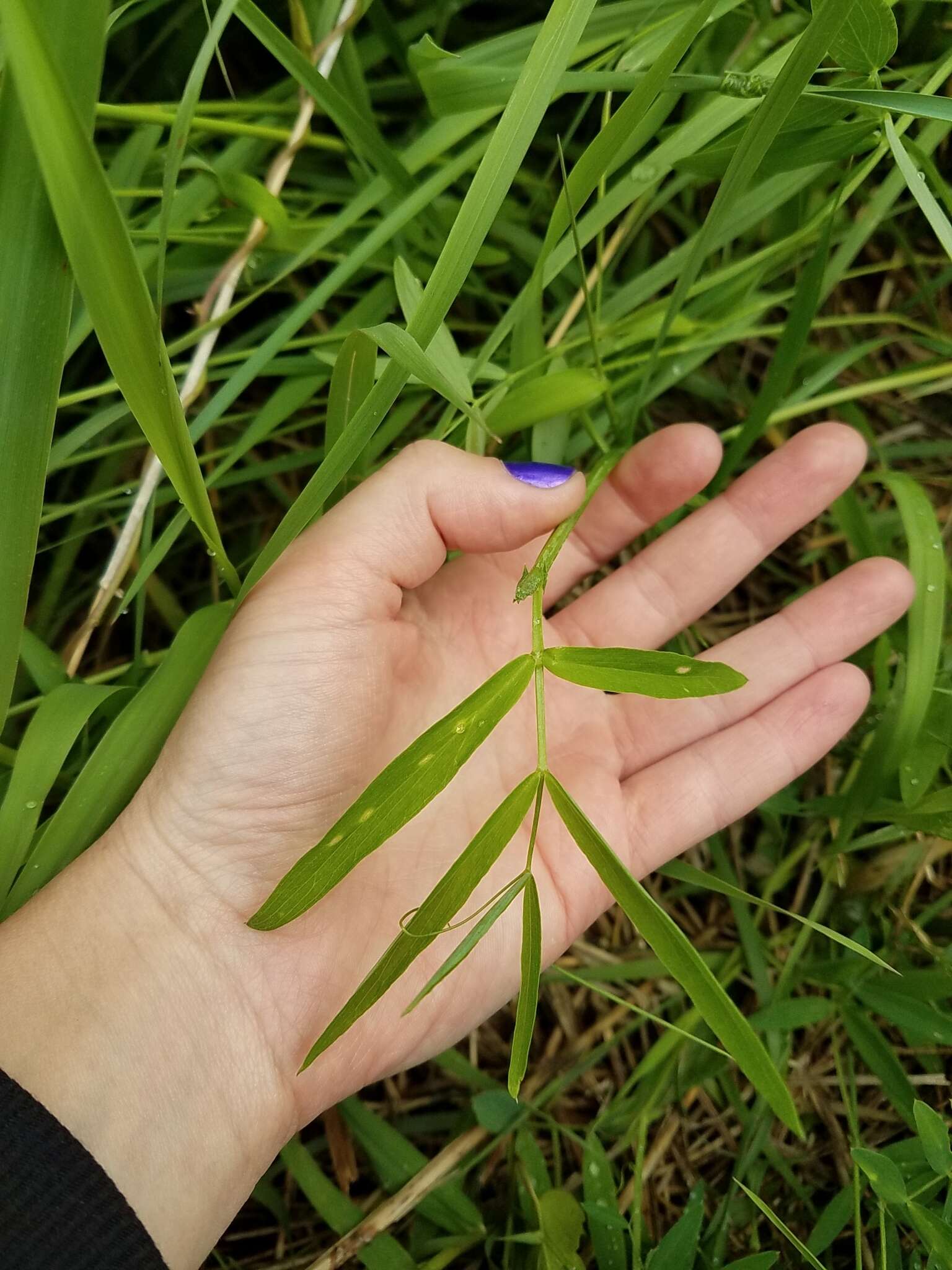 Imagem de Lathyrus palustris L.