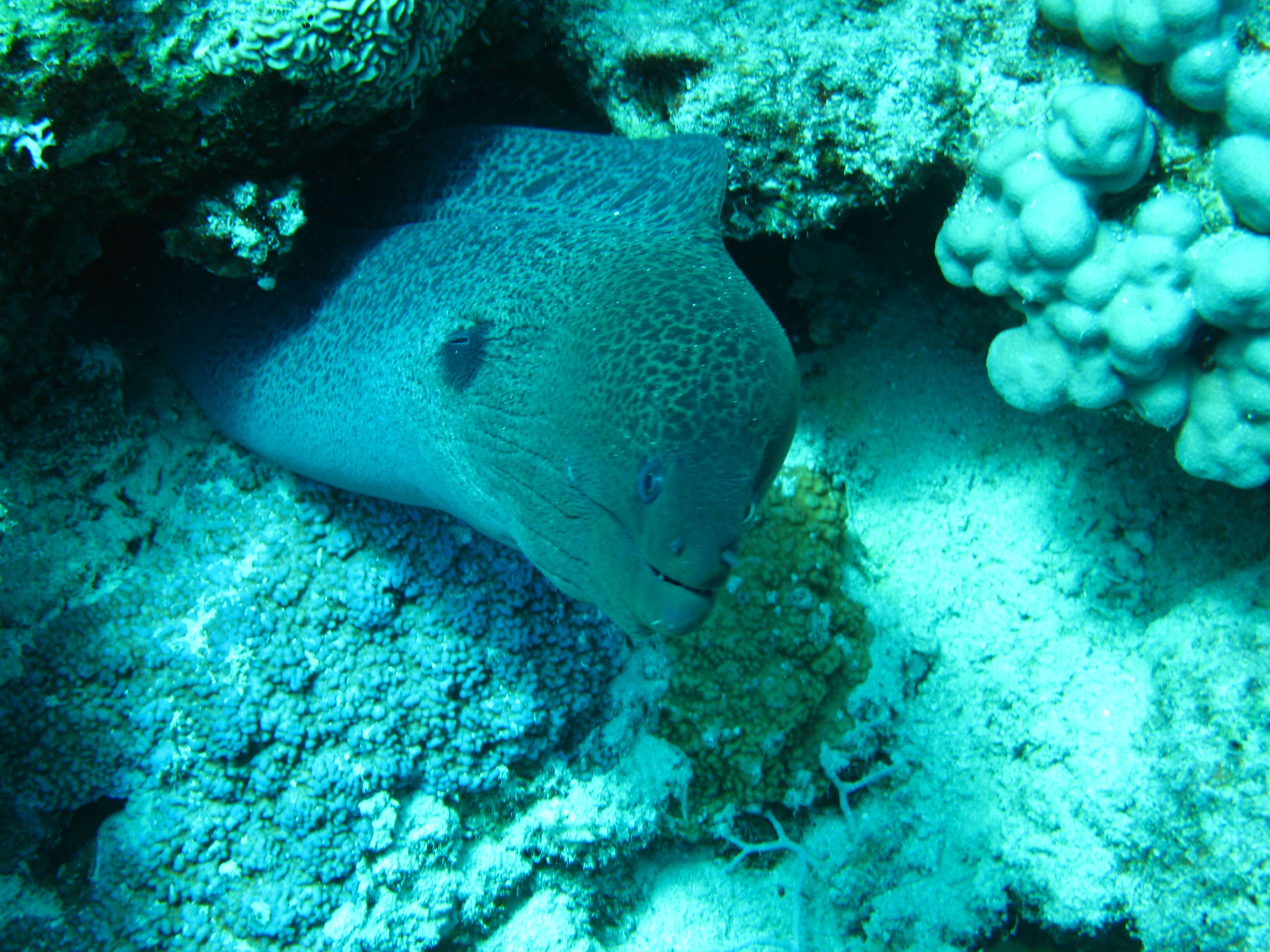 Image of Giant moray