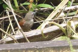 Image of Plain-crowned Spinetail