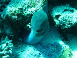 Image of Giant moray