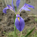 Iris hexagona Walter resmi