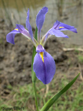 Sivun Iris hexagona Walter kuva