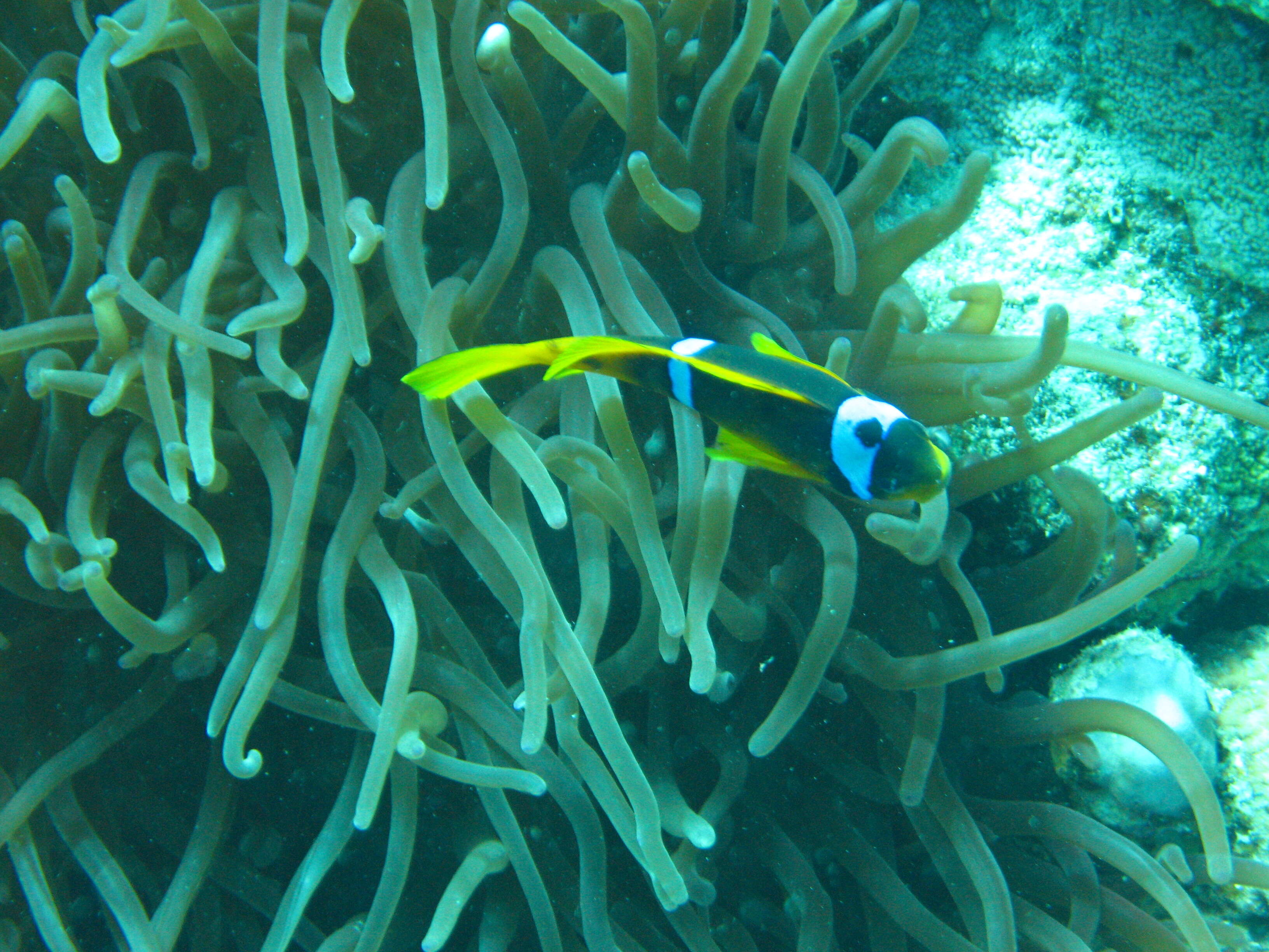 Image of Clownfish