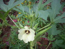 Image of okra