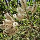 Image of chenille honeymyrtle