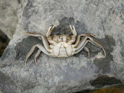 Image of Chinese mitten crab