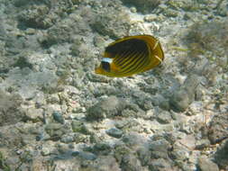 Image of Halfmoon Butterflyfish