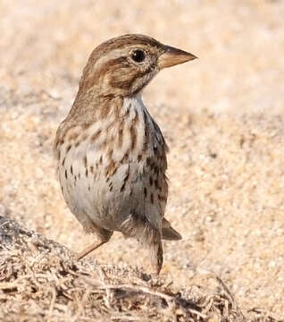 Image of large-billed