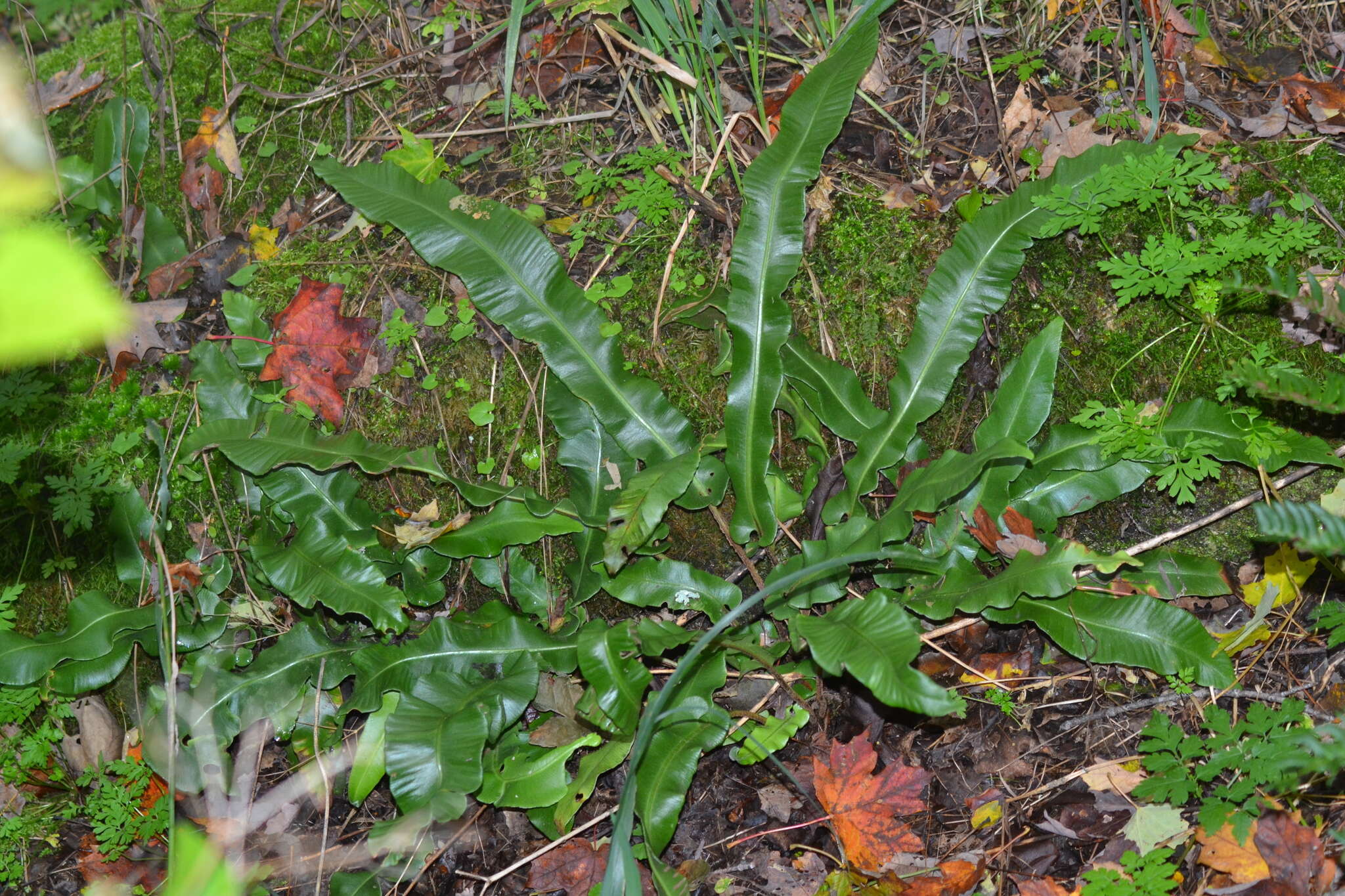 Image of Hart's tonguefern