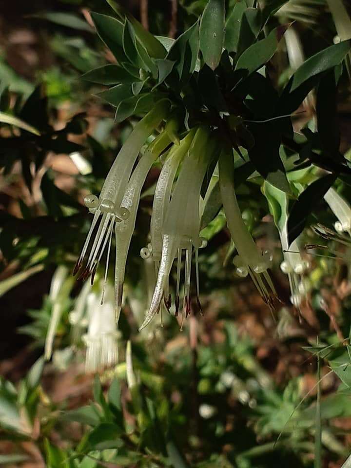 Image of Styphelia laeta R. Br.