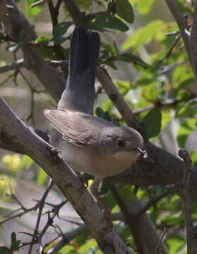 Image of Menetries's Warbler